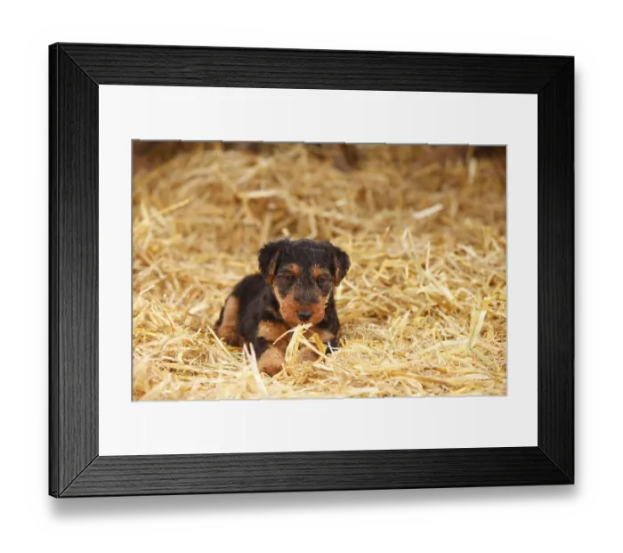 Framed Print : Welsh terrier, puppy, 7 weeks