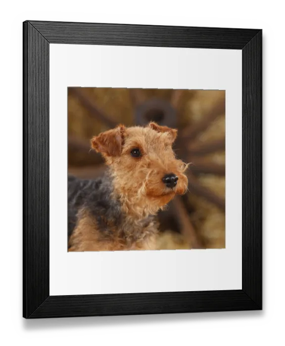 Framed Print : Welsh Terrier, female Framed Print : Welsh Terrier, female