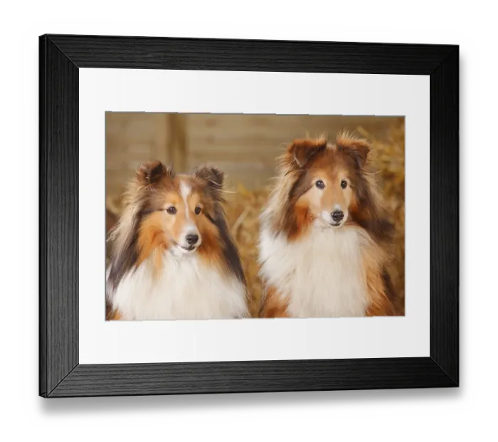 Framed Print : Sheltie, Male, sable-white, 11 years old
