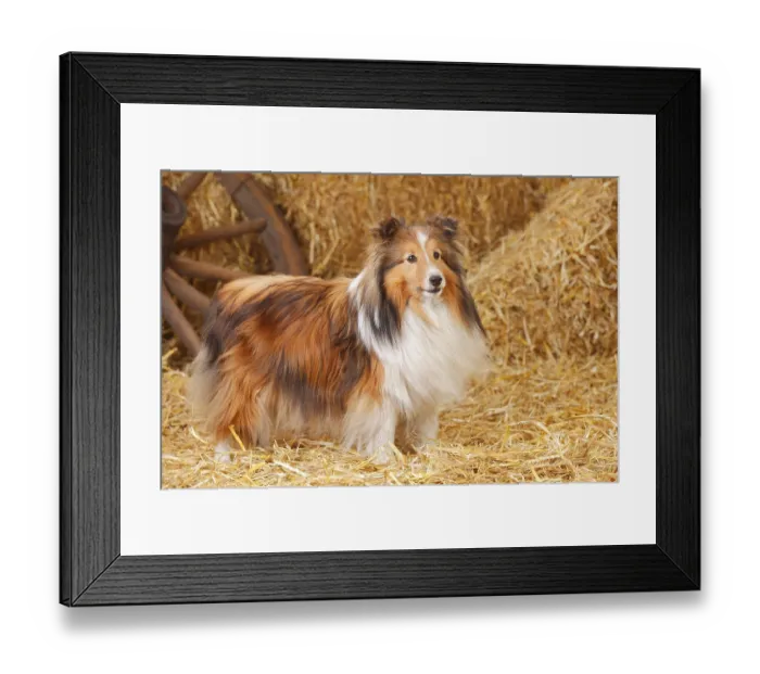 Framed Print : Sheltie, male, sable-white, 11 years old