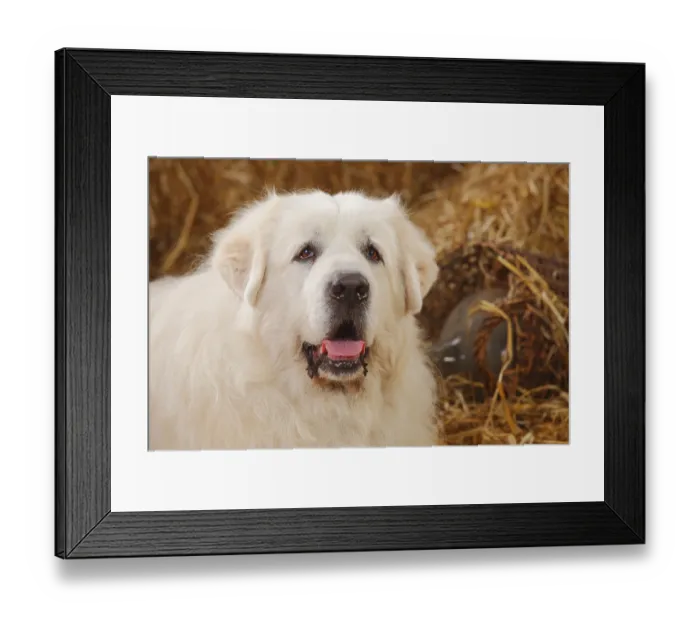 Framed Print : Pyrenean Mountain Dog, male, 9 years, old dog