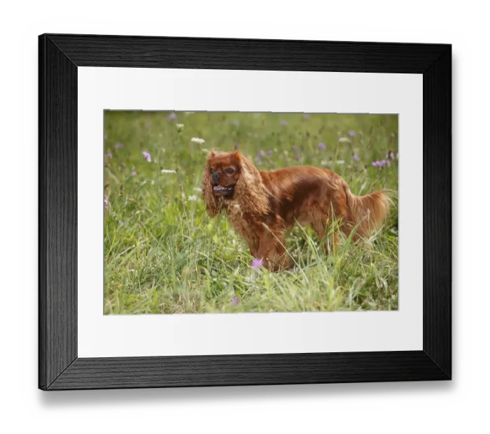 Framed Print : Cavalier King Charles Spaniel, male, ruby red Framed Print : Cavalier King Charles Spaniel, male, ruby red