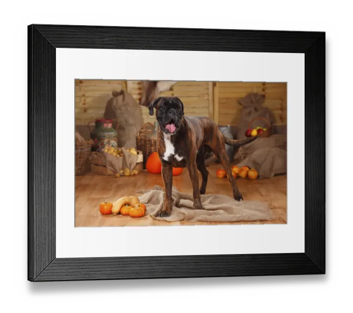 Framed Print : German Boxer, male Framed Print : German Boxer, male