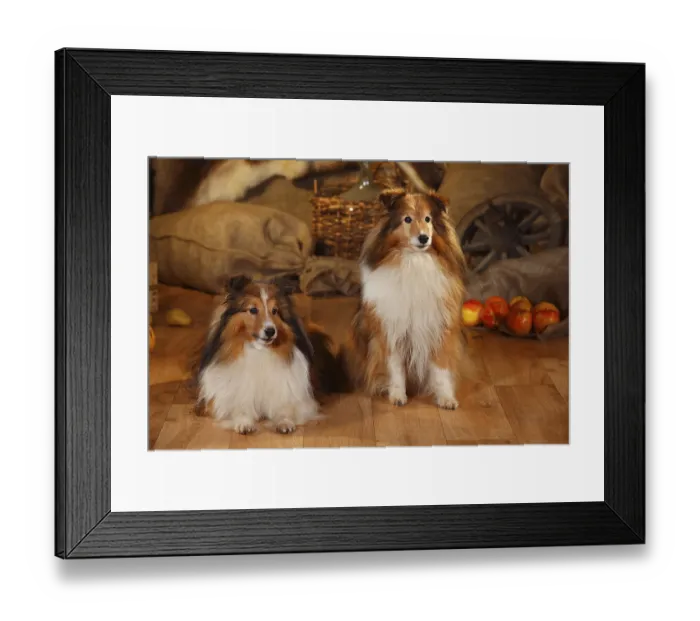 Framed Print : Shelties, males, sable-white, 12 and 11 years old