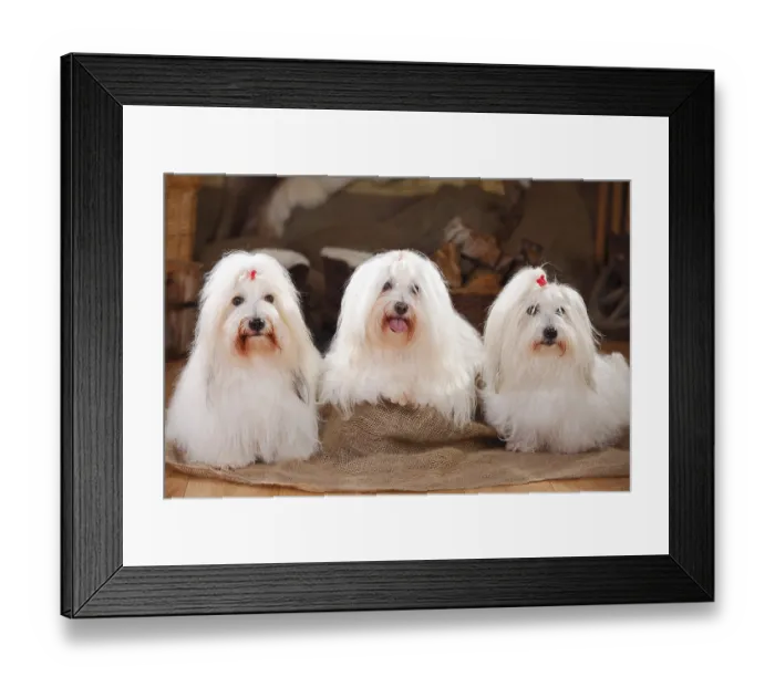 Framed Print : Coton de Tulear, bitches Framed Print : Coton de Tulear, bitches