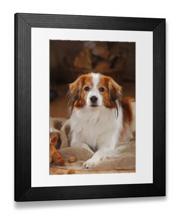 Framed Print : Kooikerhondje, male, 9 years old