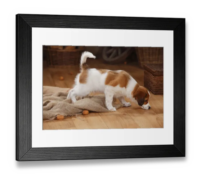Framed Print : Kooikerhondje, 10 weeks