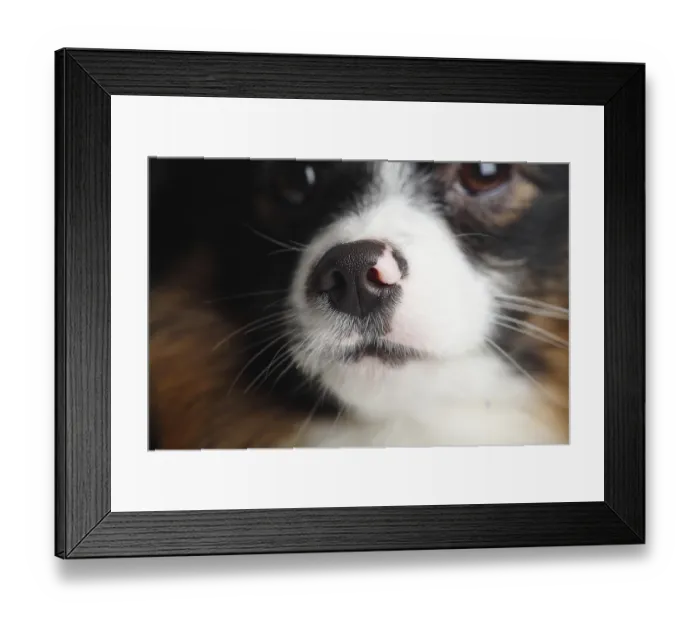Framed Print : Mixed breed dog