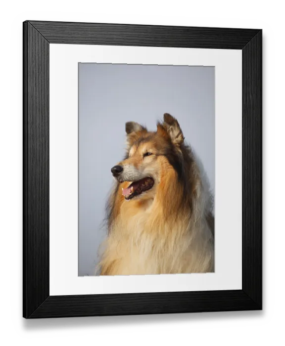 Framed Print : Scottish shepherd dog, male, sable-white