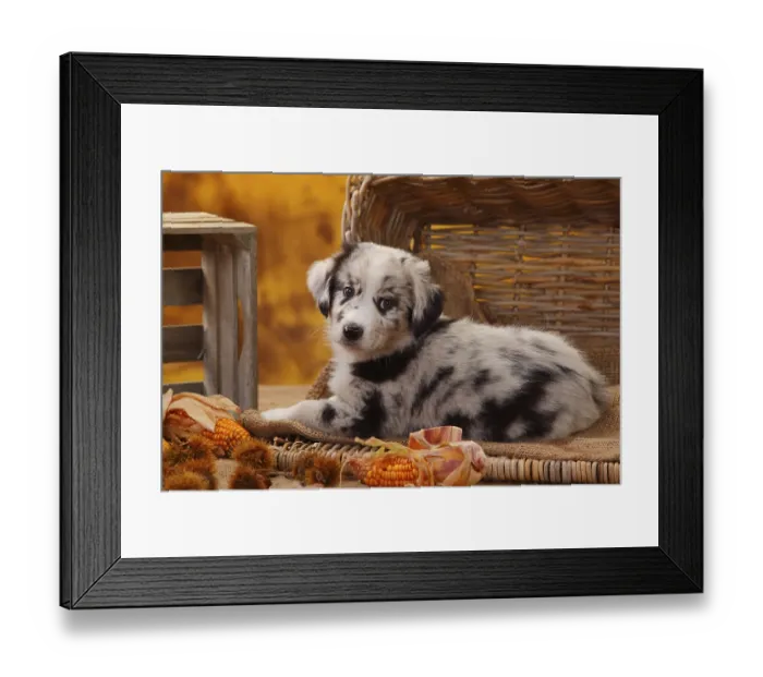 Framed Print : Miniature Australian Shepherd, puppy, 7 weeks