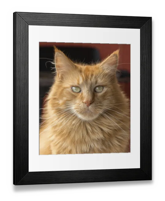 Framed Print : Portrait of a red brown Maine Coon cat Framed Print : Portrait of a red brown Maine Coon cat