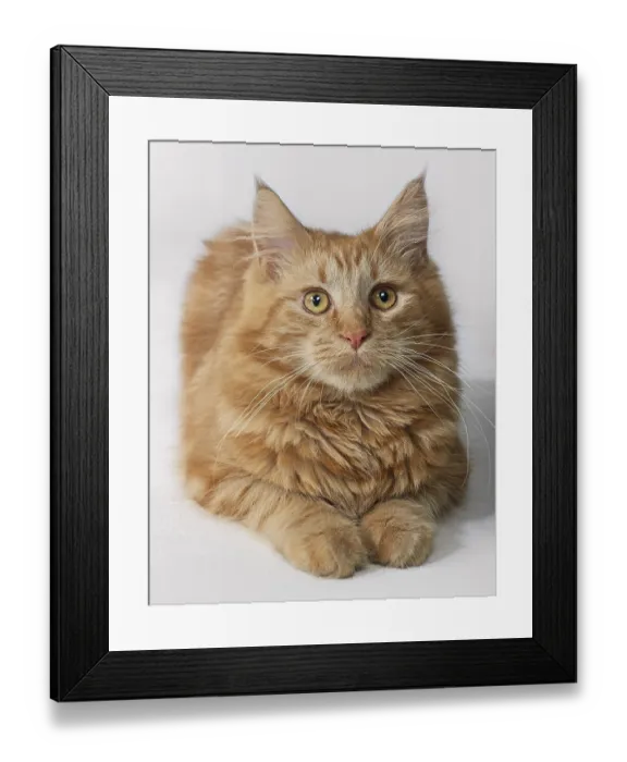 Framed Print : Portrait of a Maine Coon kitten resting on the ground