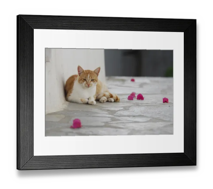 Framed Print : Domestic cat, red tabby and white Framed Print : Domestic cat, red tabby and white
