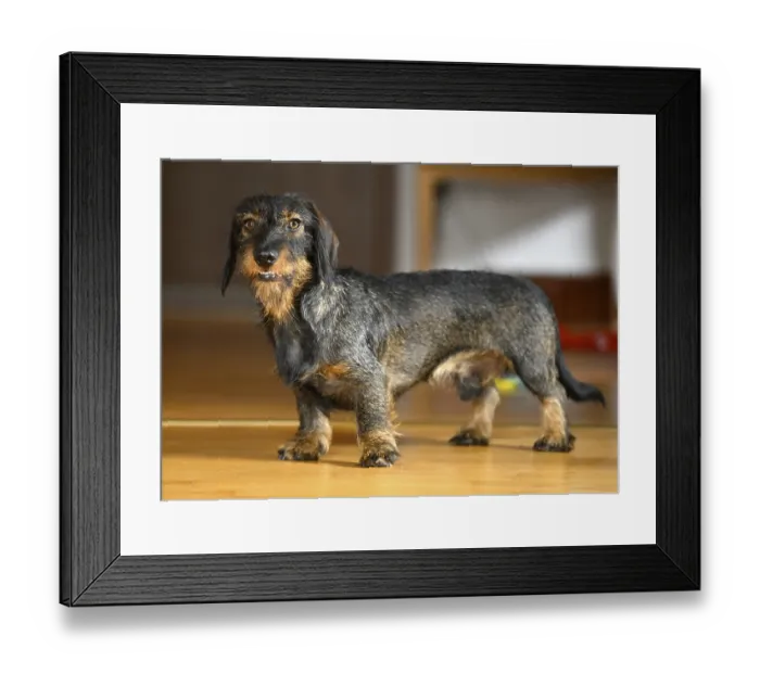 Framed Print : Rough-haired dachshund (Canis lupus familiaris) puppy Framed Print : Rough-haired dachshund (Canis lupus familiaris) puppy
