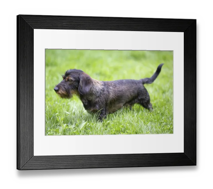 Framed Print : Rough-haired dachshund (Canis lupus familiaris) male
