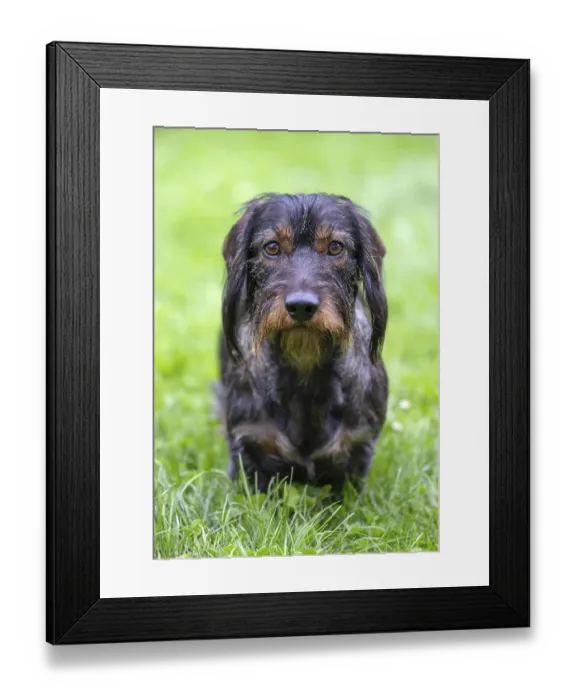 Framed Print : Rough-haired dachshund (Canis lupus familiaris) male Framed Print : Rough-haired dachshund (Canis lupus familiaris) male