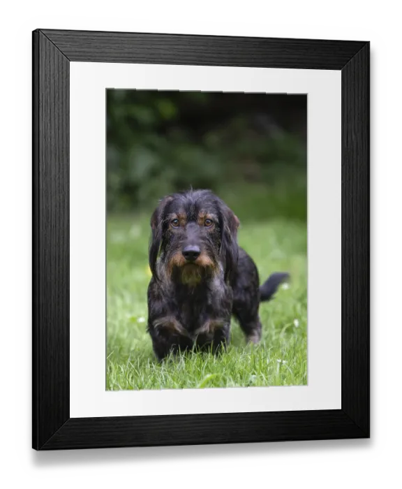 Framed Print : Rough-haired dachshund (Canis lupus familiaris) male Framed Print : Rough-haired dachshund (Canis lupus familiaris) male