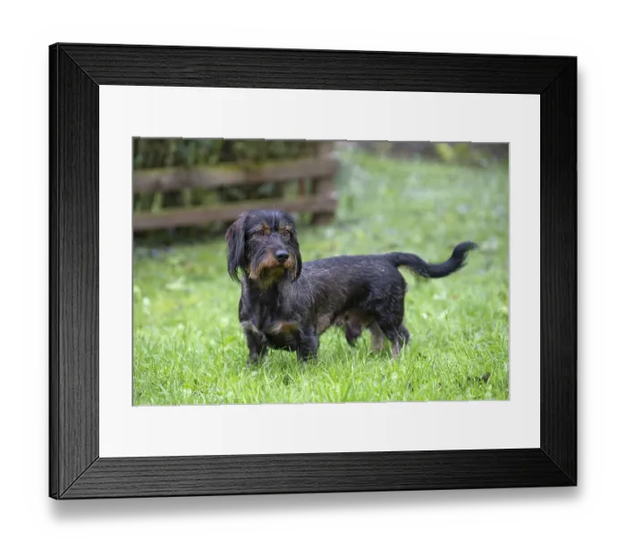 Framed Print : Rough-haired dachshund (Canis lupus familiaris) male