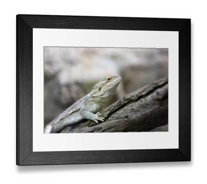 Framed Print : Lizard