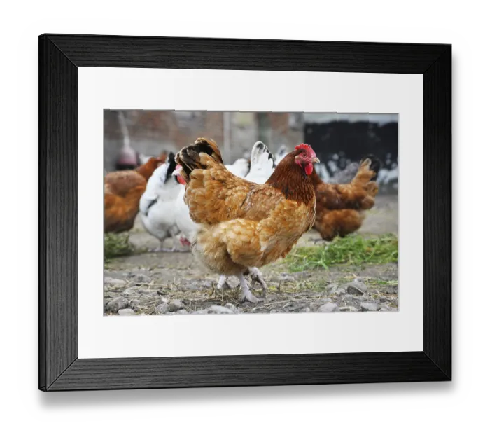 Framed Print : Chickens on traditional free range poultry farm