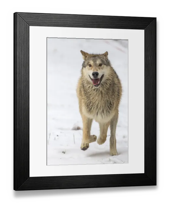 Framed Print : A pack of Tundra Wolves in a snowy Forest hunting for prey