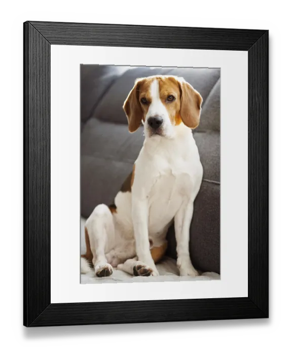 Framed Print : Beagle dog sitting on sofa in cozy home
