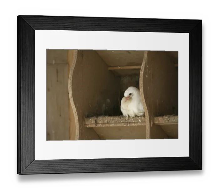 Framed Print : White pigeon in a dovecote Framed Print : White pigeon in a dovecote