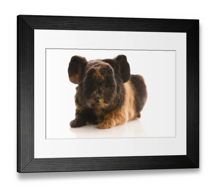 Framed Print : Baby guinea pig Framed Print : Baby guinea pig