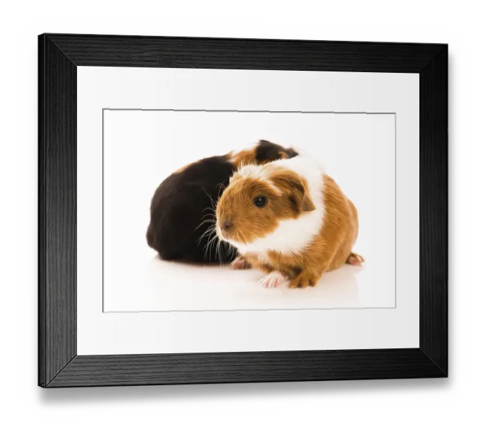 Framed Print : Baby guinea pigs