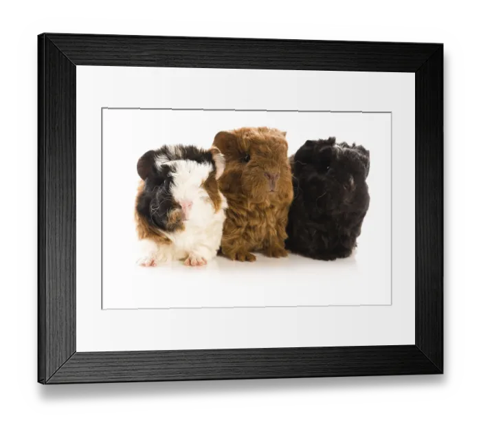 Framed Print : Baby guinea pigs, poland