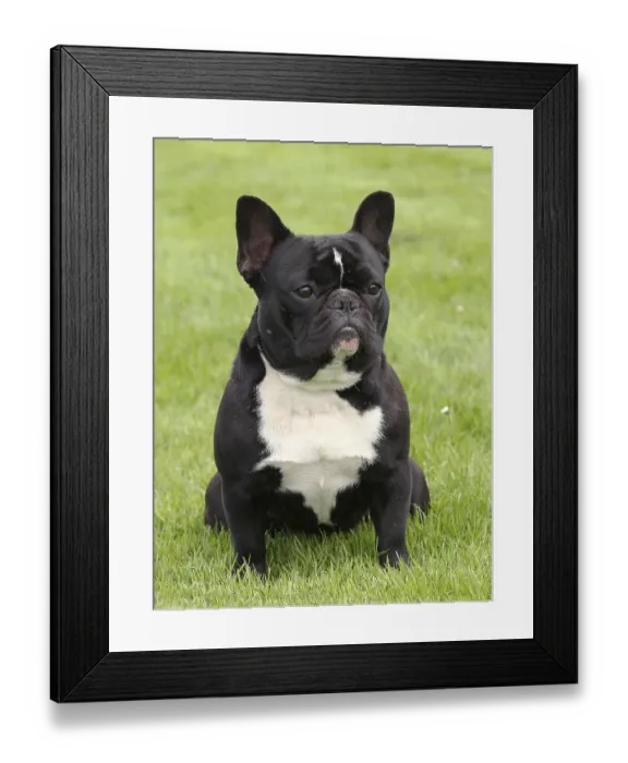 Framed Print : Typical Black French Bulldog on a green grass lawn