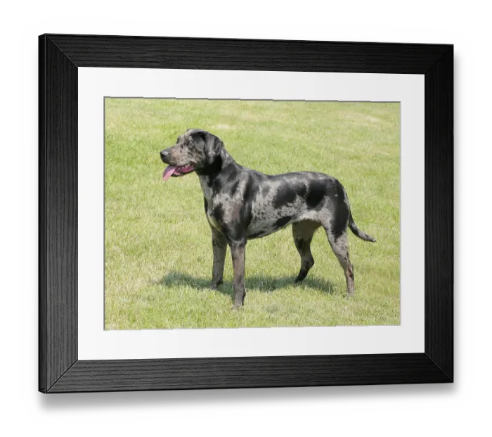 Framed Print : The grey Louisiana Catahoula dog