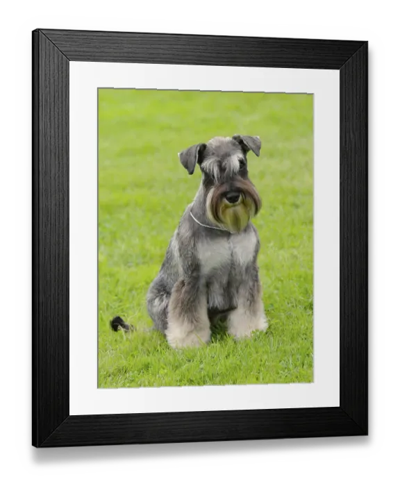 Framed Print : Portrait of Schnauzer Pepper and Salt dog Framed Print : Portrait of Schnauzer Pepper and Salt dog
