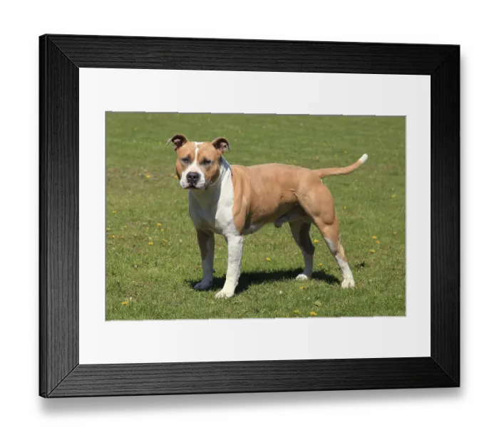 Framed Print : American Staffordshire Terrier in a green grass lawn Framed Print : American Staffordshire Terrier in a green grass lawn