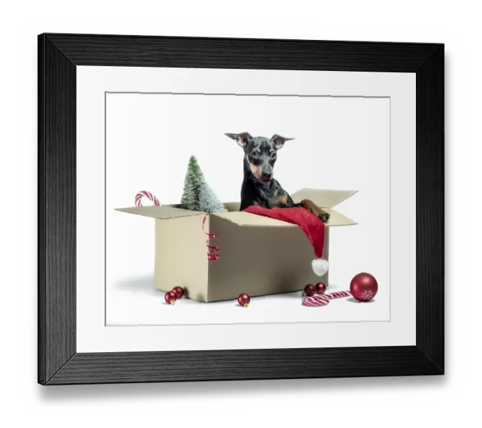 Framed Print : Miniature pinscher puppy sitting in a box with Christmas decor isolated on white background