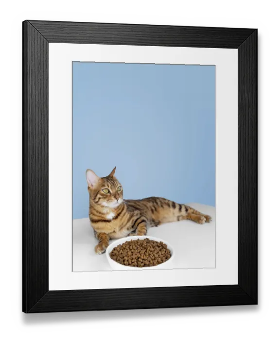 Framed Print : Cute Bengal cat near a bowl with dry food on a blue background Framed Print : Cute Bengal cat near a bowl with dry food on a blue background