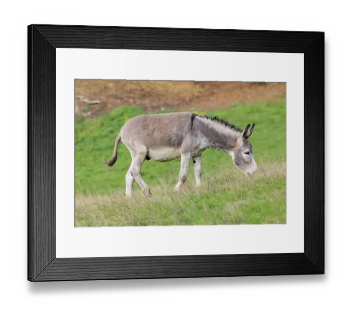 Framed Print : A male grey domestic donkey (Equus asinus) grazes in a green paddock
