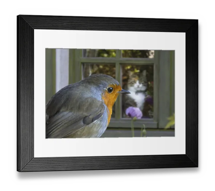 Framed Print : Domestic cat in house looking through window at European robin (Erithacus rubecula) in garden