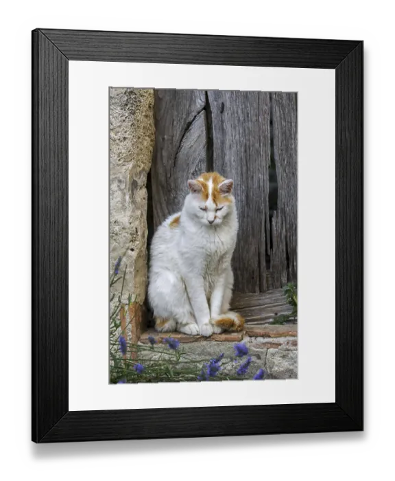 Framed Print : Domestic cat (Felis catus) resting outdoors in front of old wooden door of house in French village in the Provence Framed Print : Domestic cat (Felis catus) resting outdoors in front of old wooden door of house in French village in the Provence