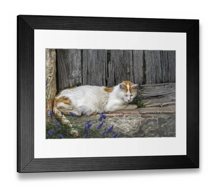 Framed Print : Domestic cat (Felis catus) resting outdoors in front of old wooden door of house in French village in the Provence Framed Print : Domestic cat (Felis catus) resting outdoors in front of old wooden door of house in French village in the Provence