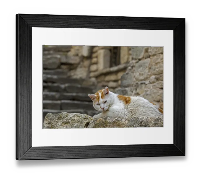 Framed Print : Domestic cat (Felis catus) resting outdoors in alley of old village in the Provence