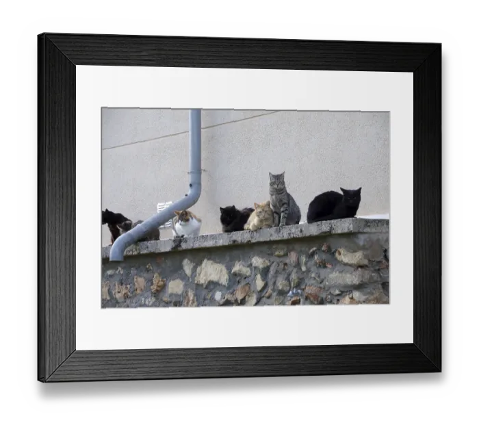 Framed Print : Felidae (Felis catus), Outside Framed Print : Felidae (Felis catus), Outside