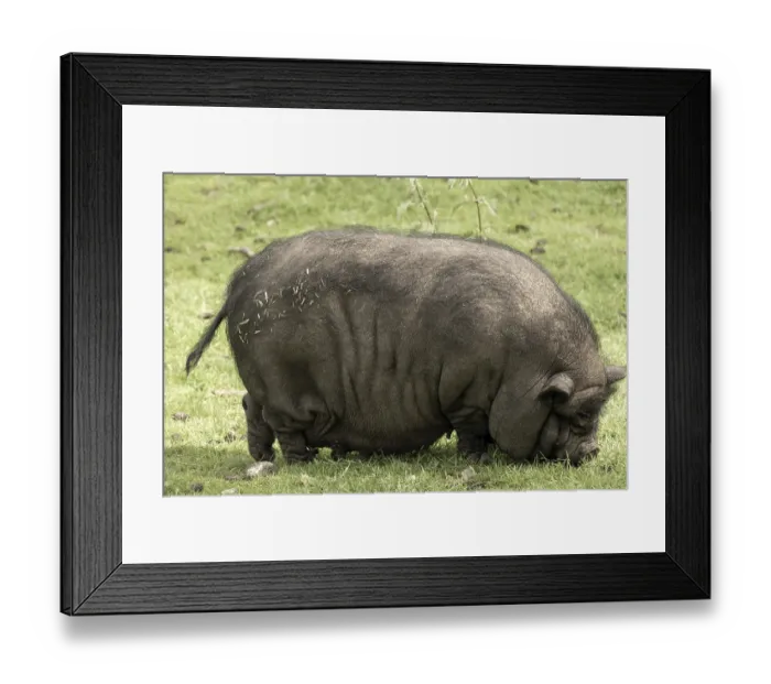 Framed Print : Beautiful pot bellied pig feeding on the meadow