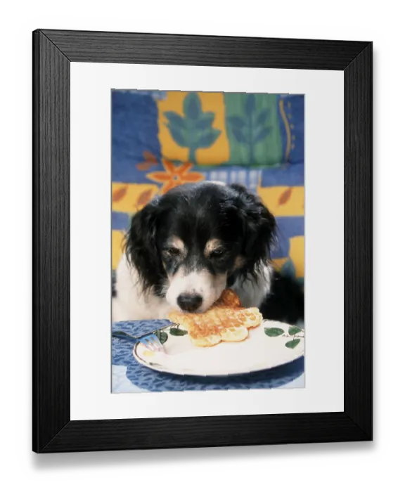 Framed Print : Mixed breed dog steals waffle from plate, steal Framed Print : Mixed breed dog steals waffle from plate, steal