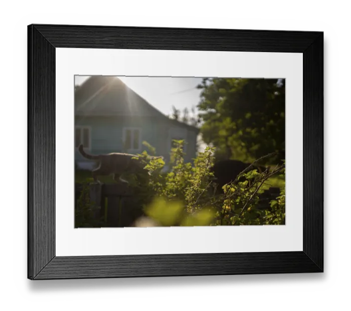 Framed Print : Silhouetted cats with sun shining behind