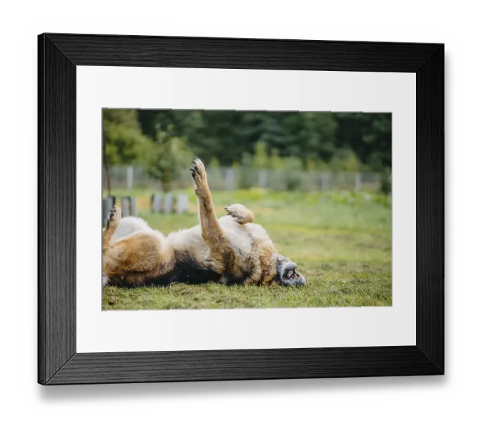 Framed Print : A German Shepherd rolls playfully on its back in the grassy yard