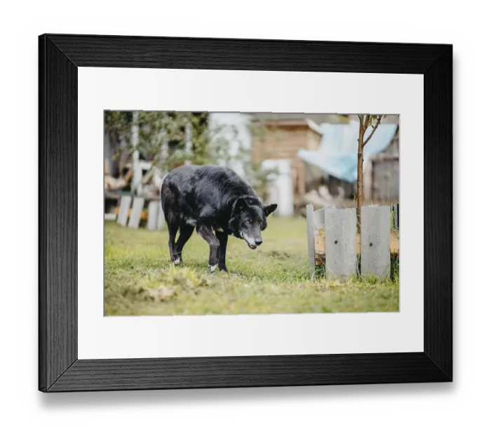 Framed Print : A black dog cautiously exploring near garden plants and wooden structures