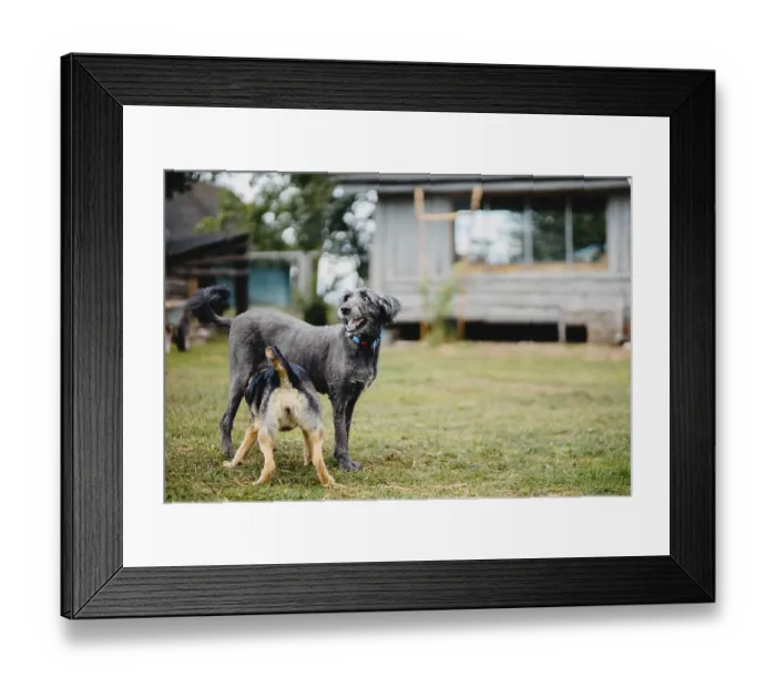 Framed Print : Two dogs in a grassy yard with playful expressions Framed Print : Two dogs in a grassy yard with playful expressions
