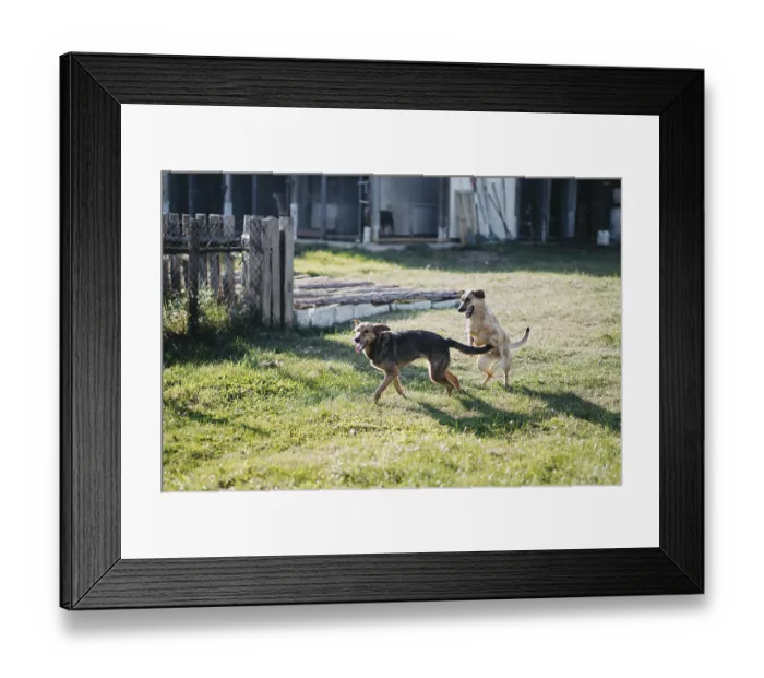 Framed Print : Two dogs are playfully chasing each other in a grassy yard