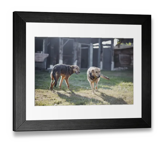 Framed Print : Two dogs stand in a sunlit yard casting long shadows Framed Print : Two dogs stand in a sunlit yard casting long shadows